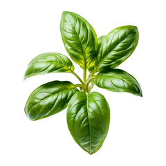 Basil isolated on transparent background. Vegetables and greens