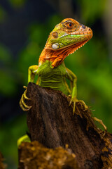 Iguana is a genus of herbivorous lizards that are native to tropical areas of Mexico, Central America, South America, and the Caribbean