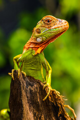 Iguana is a genus of herbivorous lizards that are native to tropical areas of Mexico, Central America, South America, and the Caribbean