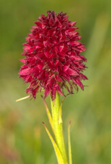 Bel orchis vanille, variété d'orchidée alpestre, à La Grave, Hautes-Alpes, France