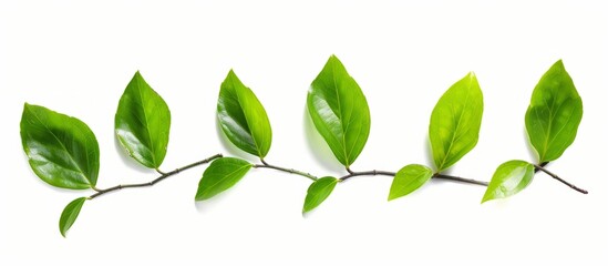 Obraz premium Fresh green leaves isolated on a white background for organic design inspiration and nature-themed projects