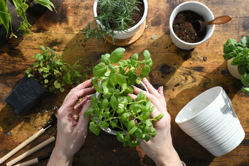 Female planting transplanting herbs in white ceramic pots. Basil  - obrazy, fototapety, plakaty