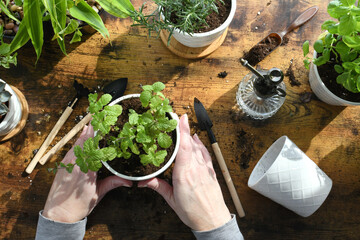 Female planting transplanting herbs in white ceramic pots. Mint