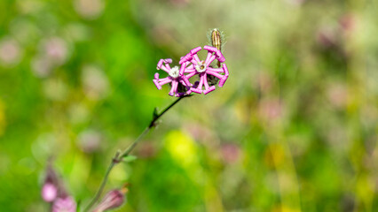 silene colorata spring edible flower growing wild in grasslands, Selective focus and defocused background copy space