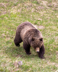 Grizzly Bear in Yellowstone Naitonal Park Wyoming