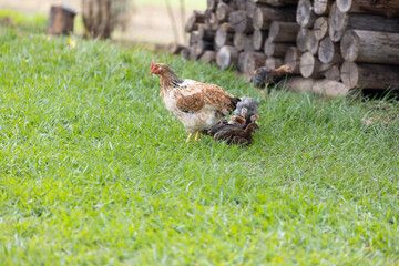 brazilian chicken farm freedom
