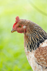 brazilian chicken farm freedom