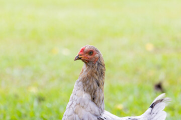 brazilian chicken farm freedom closet up