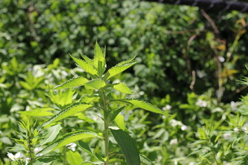 Wild field of overgrown plants.