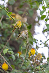 brazilian bird three freedom
