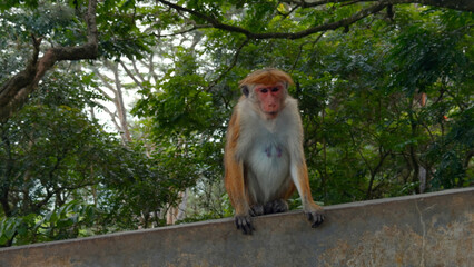 A wild monkey on a stone wall in Nepal Kathmandu, Asia. Action. Wild animals and green nature.