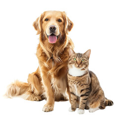 friend cat and dog isolated