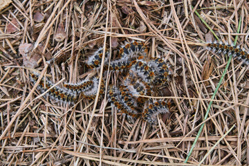 Processionary caterpillars on the ground, Thaumetopoea pityocampa