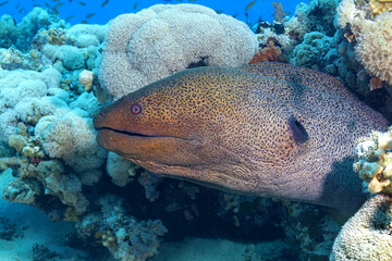 Giant moray