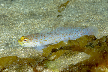 Golden goby