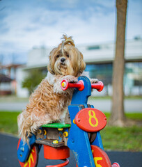 shih tzu dog on a playground on a toy motorcycle