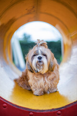 shih tzu dog on the playground