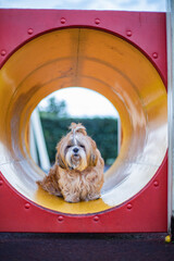 shih tzu dog on the playground