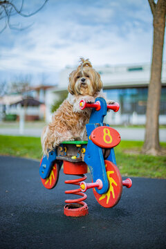 shih tzu dog on a playground on a toy motorcycle