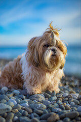 shih tzu dog sits on the seashore on a stone beach