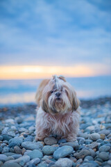shih tzu dog at sunset on the seashore on a stone beach