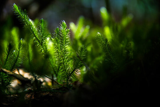 Selective focus green sprigs of club moss growing on the forest floor. Blurred background. Abstract light spots.