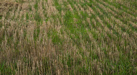 Stubble in an agricultural field after mowing wheat.