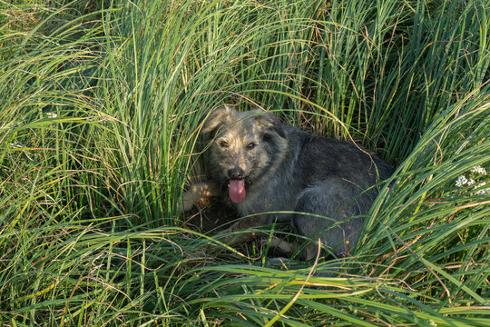 A mongrel dog in thick grass on a hot day.