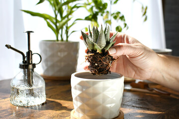 Transplanting succulent cactus plant in white ceramic planter with houseplants in the background.