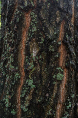 The texture of the bark overgrown with moss.