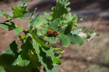 Striped hornet wasp on oak leaves