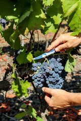 Vineyard with red wine grapes before harvest in a winery near Etna area, wine production in Sicily, Italy Europe - 748270915