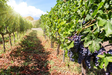Fototapeta na wymiar Vineyard with red wine grapes before harvest in a winery near Etna area, wine production in Sicily, Italy Europe