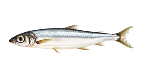 Anchovy isolated on transparent a white background 