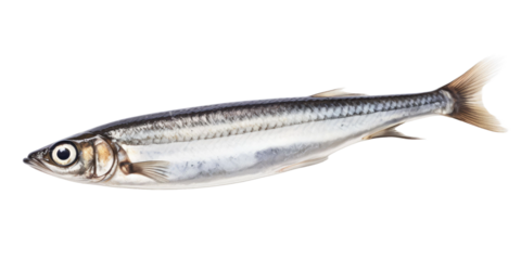 Anchovy isolated on transparent a white background 
