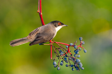 bird sitting on branches  flowers on a sunny spring day