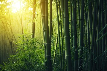 a bamboo forest with sunlight