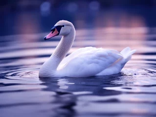Foto op Plexiglas a white swan swimming in water © sam