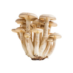 Shimeji Mushrooms isolated on transparent background