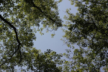 trees in the sky