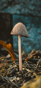seta en el bosque

