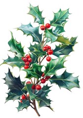 Obraz premium a watercolor painting of a holly plant