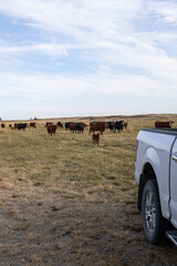 Cattle following pickup in rural Eastern Washington  © Info
