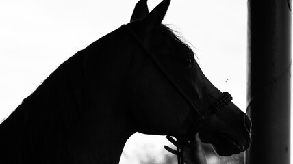 portrait of a horse silhouette