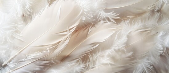 white feathers on white background