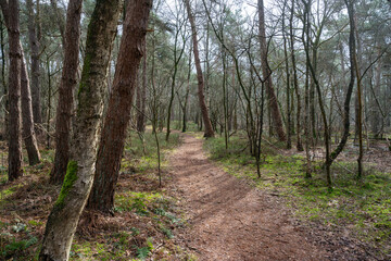 Fototapeta na wymiar Forest track through trees in The Netherlands near Goirle.