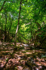 Obraz premium Verdant Forest Stream at Aq Su Waterfall, Golestan National Park, Iran