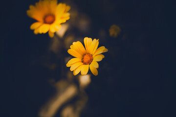Beautiful yellow calendula flowers bloom in the dusk of a summer evening. These are medicinal plants.