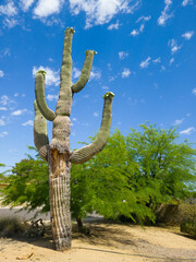Aged Saguaro with white flowers at the very top of its arms at xeriscaped street corner in Phoenix,...