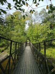 Fototapeta premium bridge in the forest